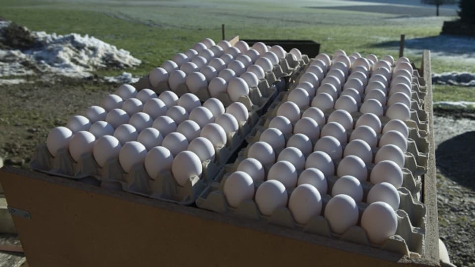 Ein Teil der täglichen Eierernte steht zum Abtransport bereit.