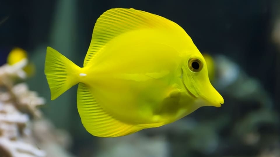 «Der Babelfisch ist klein, gelb und blutegelartig und wahrscheinlich das Eigentümlichste, was es im ganzen Anhalter-Universum gibt» – so steht es im Roman «Per Anhalter durch die Galaxis»