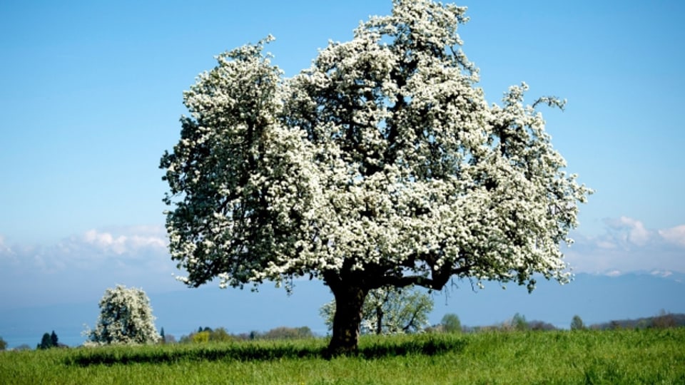 Apfelbaum am Höhepunkt seiner Blüte im Frühling.