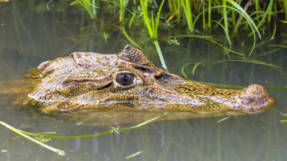 Ein Krokodil treibt im Wasser