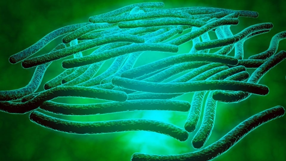 Mikroskopische Vergrösserung der Legionella-Bakterien