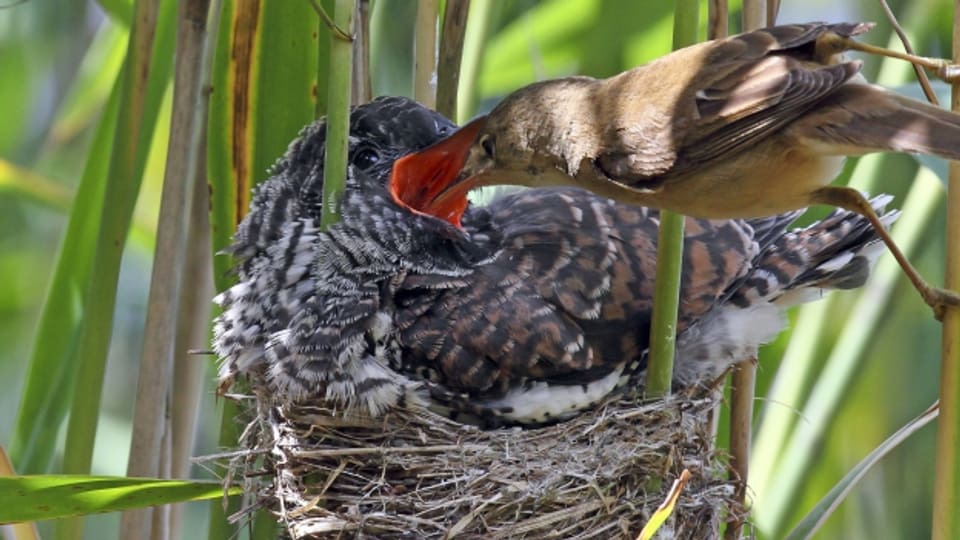 Ein Kuckuck in einem fremden Nest