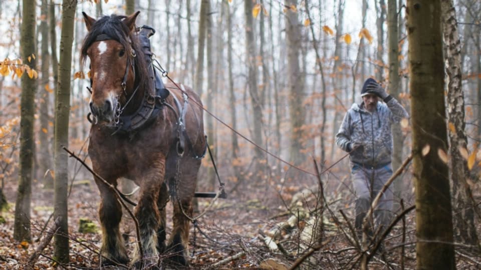 In der nachhaltigen Forstwirtschaft werden Pferde als Arbeitskraft noch immer eingesetzt