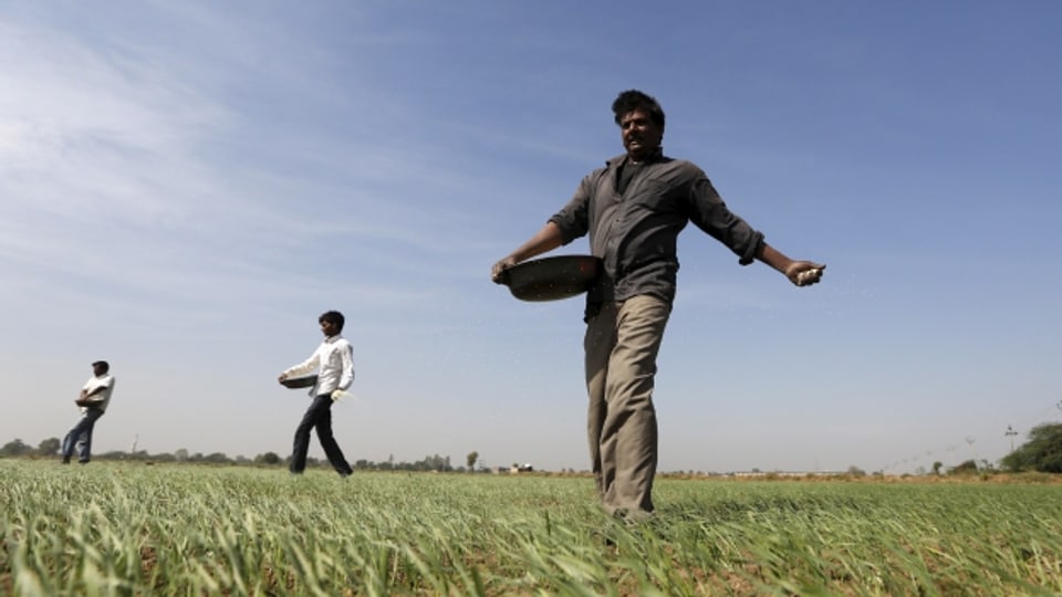 Ein indischer Bauer verteilt Dünger auf seinem Feld.