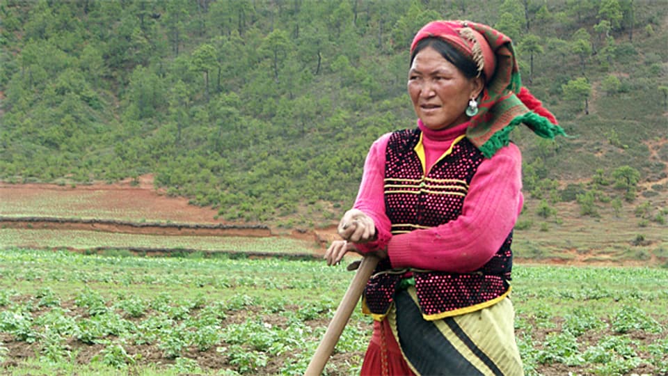 Eine Mosuo-Frau in traditioneller Bekleidung bei der Arbeit auf dem Feld.