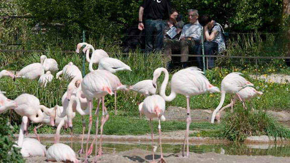 Hans Wackernagel im Gespräch beim Flamingo-Gehege