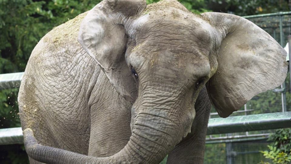 Die Elefanten im Zoo Basel sollen gesund und beschäftigt sein.