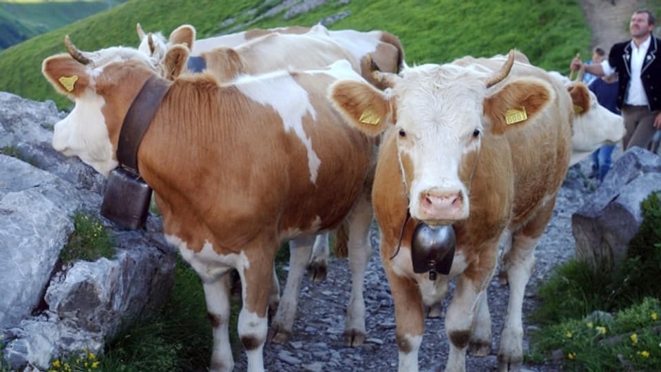 In Adlboden halten überdurchschnittliche viele Einwohner Kühe.