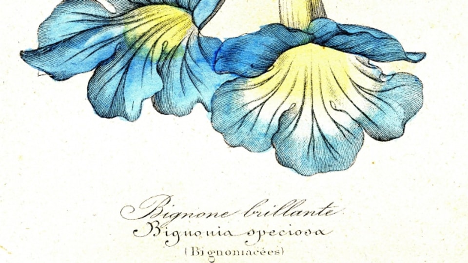 Bignonia Speciosa aus der Familie der Trompetenbaumgewächse