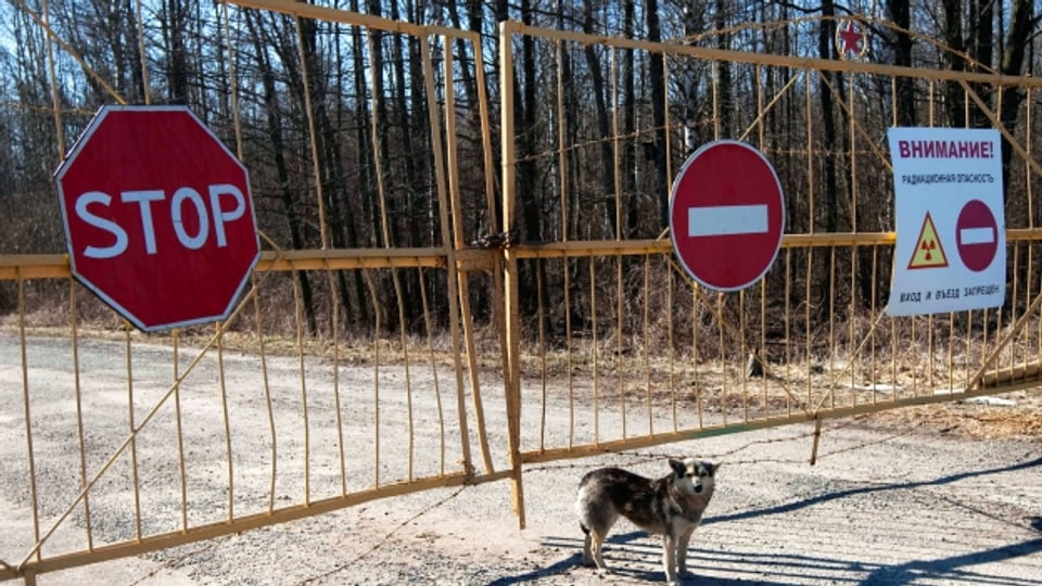 Tarkowskij trifft auf Tschernobyl in Kilian Leypolds «Schwarzer Hund. Weisses Gras»