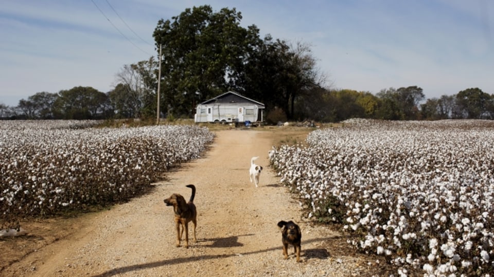 Baumwollfeld in den Südstaaten der USA.