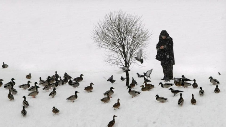 Ein Mann im Winter füttert Enten am See.
