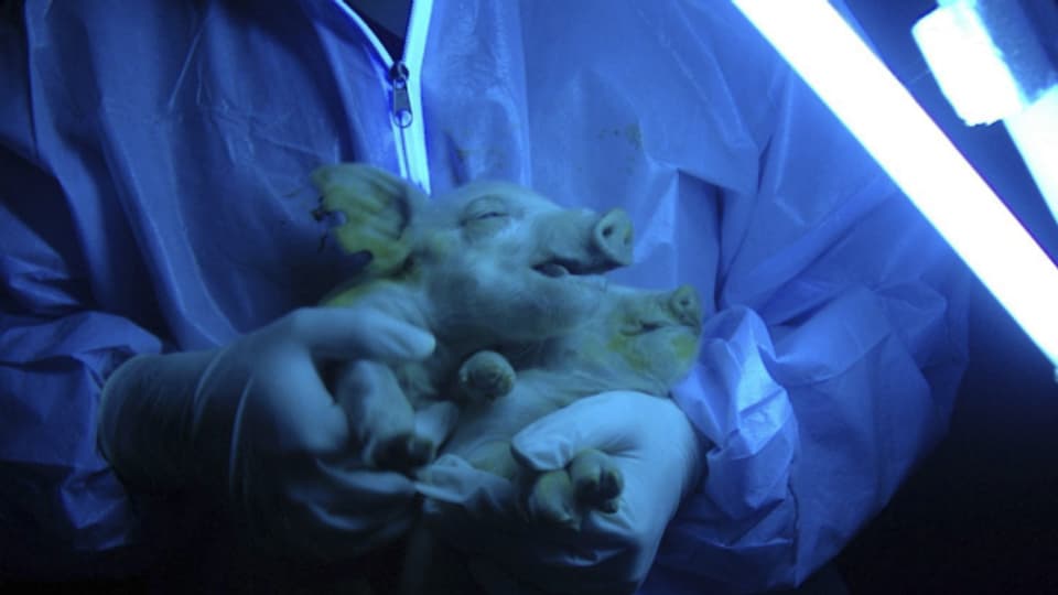 Schon heute arbeiten Forscher an der Züchtung von Schweinen die in Zukunft für menschliche Transplantationsorgane genutzt werden könnten.