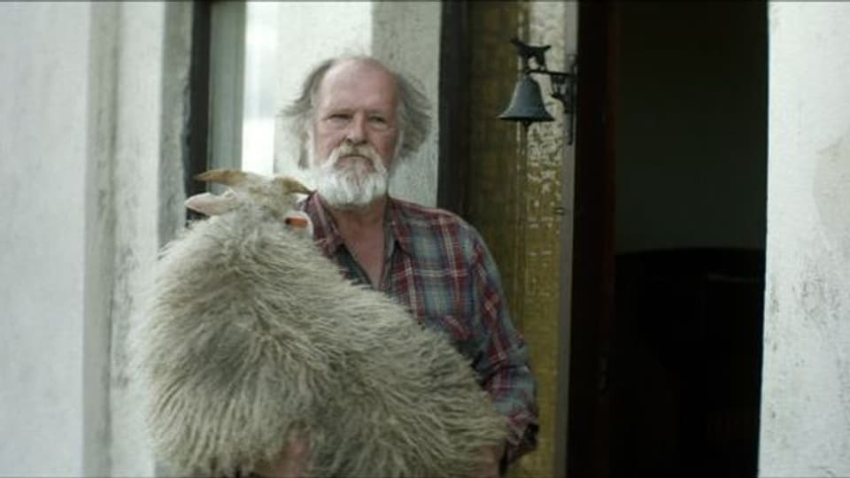 Ein Schaf und ein sturer Bock: der isländische Film «Rams»