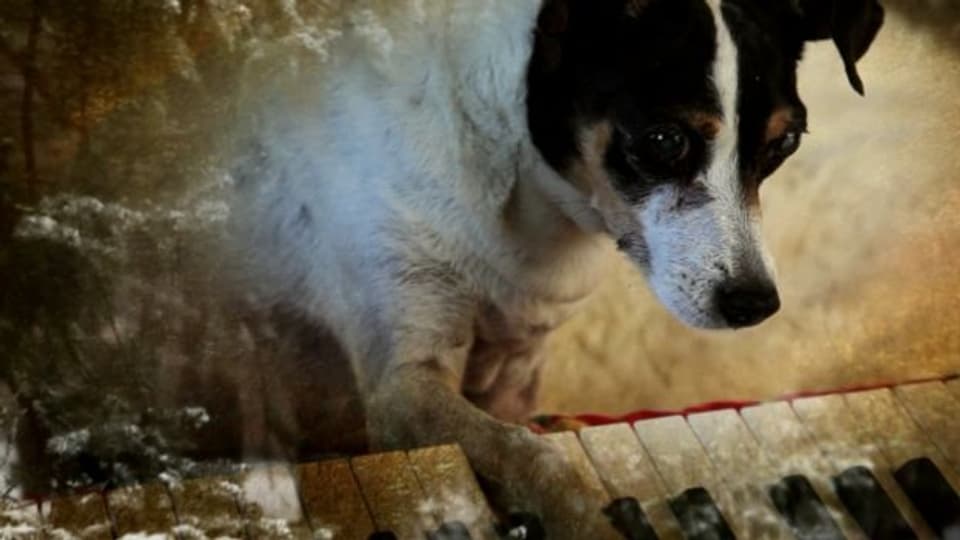 Lolabelle in «Heart of a Dog» von Laurie Anderson