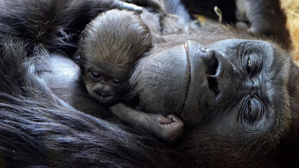 Eine Gorillamutter mit ihrem Baby.