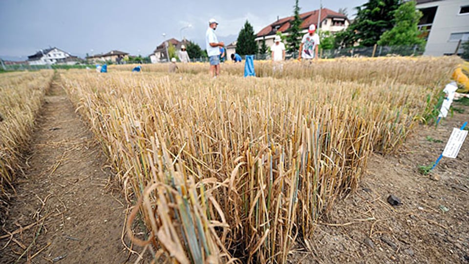 Feld mit Gentech-Weizen in der Nähe von Genf, 2009.