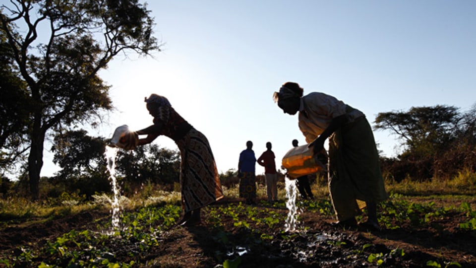 Die Landwirtschaft macht keinen reich in Sambia. Trotz fruchtbaren Böden und jahrelanger Entwicklungshilfe.