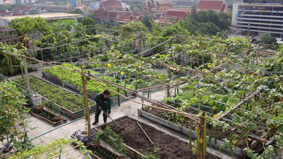 Urban Farming – egal wo: Über den Dächern von Bangkok.
