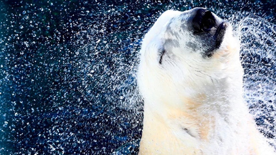 Wie übersteht der Eisbär extreme Kälte?