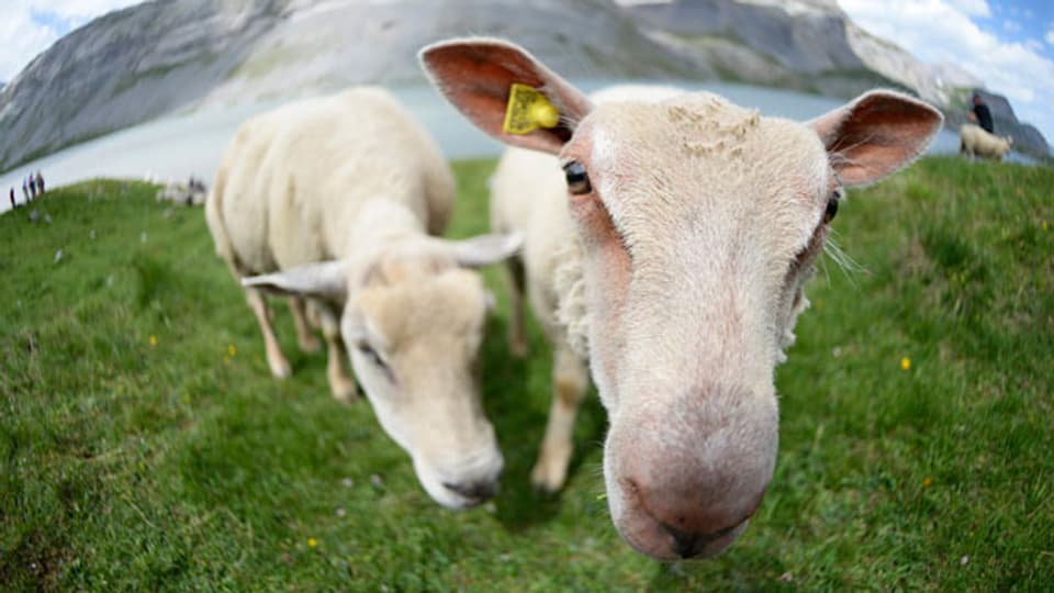 Frischzellen, gewonnen aus der Schafsleber, ist ein Trend der Schönheitsindustrie.