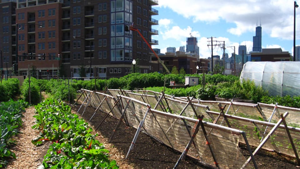 Eine «Urban Farming»-Anlage in Chicago.