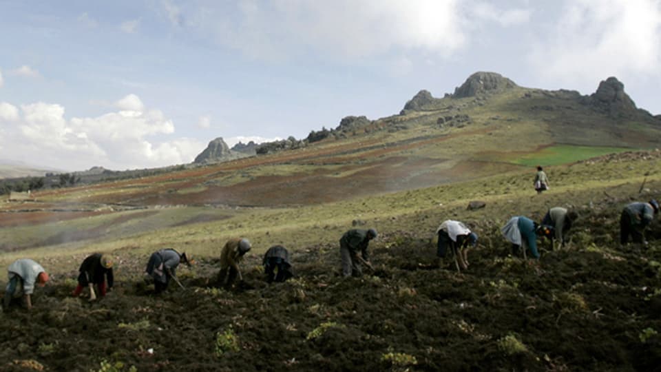 Bauern im peruanischen Huancavelica bei der Kartoffelernte, 2007.