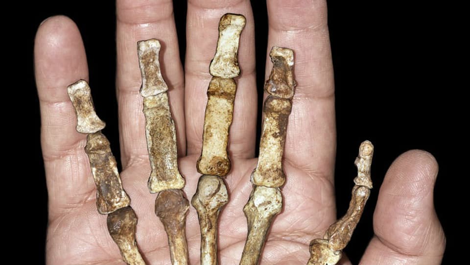 Ein frühmenschlicher Fund aus Südafrika.
