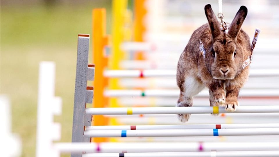 Das tollkühne Kaninchen – mutiger als andere seinesgleichen? Tiere unterscheiden sich in ihrer Persönlichkeit von ihren Artgenossen.
