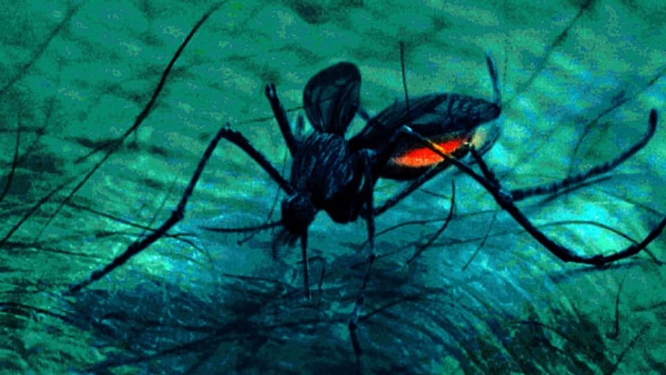 Filmposter «Mosquito».