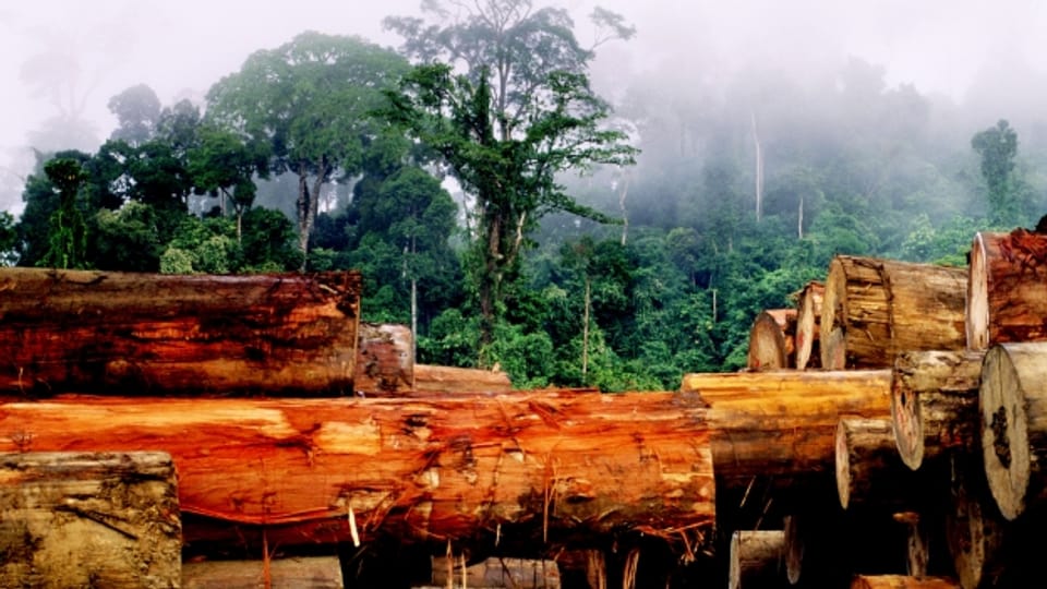 Fast vier Fünftel der Wälder in Borneo sind verschwunden.