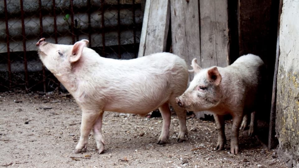 Schweine werden von Menschen gerne verzehrt - und verkannt.
