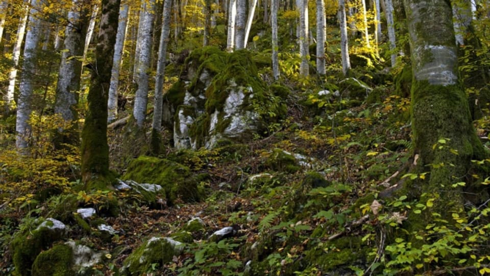 Der Biologe David G. Haskell hat ein Jahr ein Stück Waldboden untersucht.