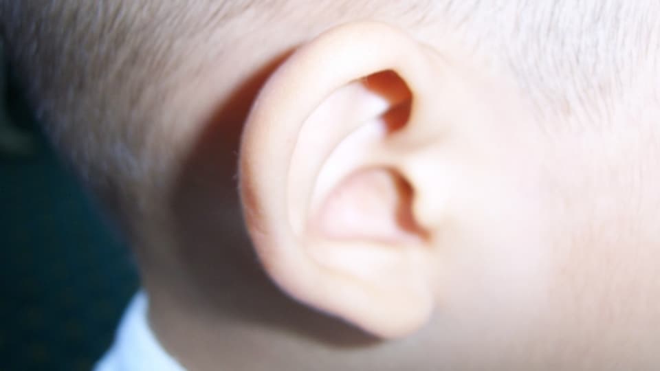 Ein Ohr