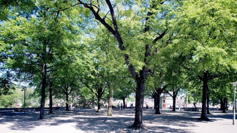 Bäume können den Klimawandel in den Städten positiv beeinflussen.