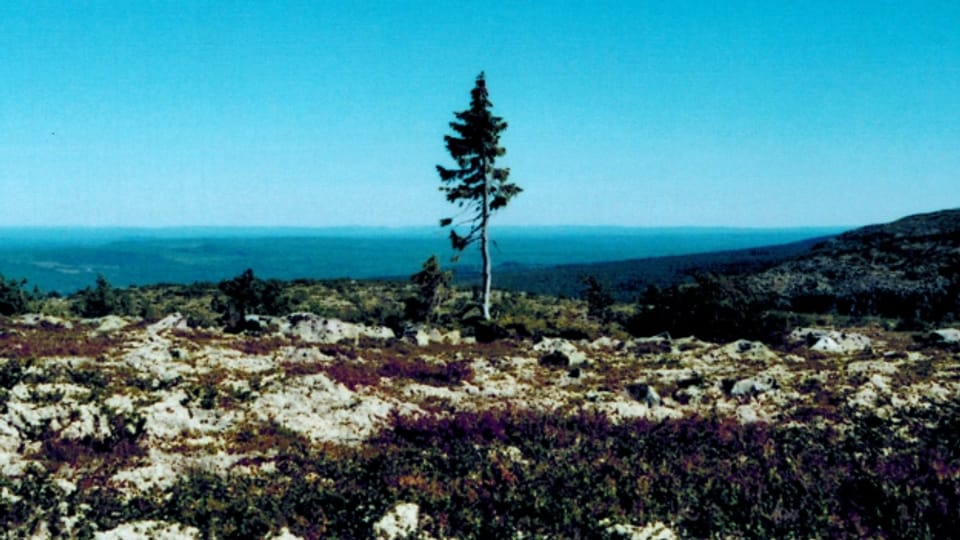 Die schmächtige Fichte Old Tjikko gilt als der älteste Baum der Welt.