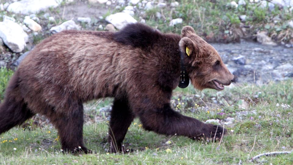 Nachdem Braunbären beinahe ausgerottet wurden, erholt sich der Bärenbestand in den Alpen wieder.