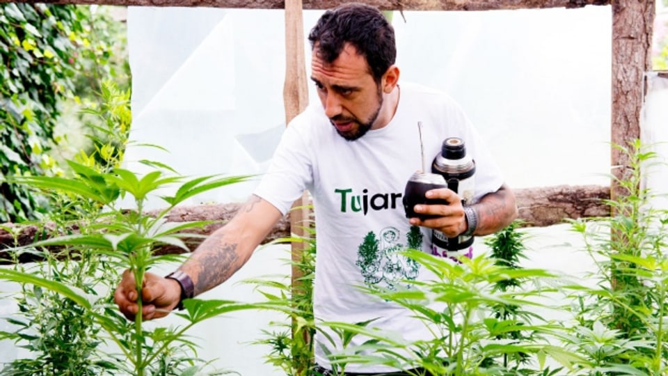 In Uruguay ist der Anbau und der Besitz von Cannabis legal. Die Droge wird jedoch stark reguliert und kontrolliert.