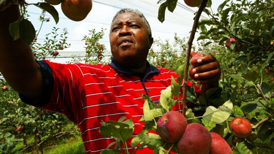 Die internationalen Nahrungsmittelkonzerne verdrängen die einheimischen Bauern in Südafrika vom Markt.