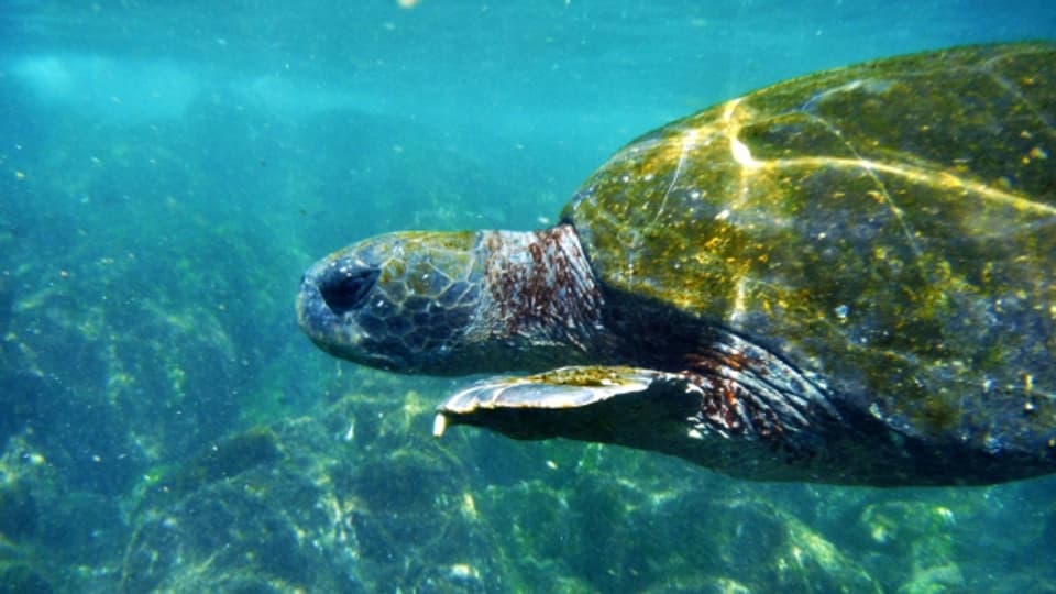 Die bedrohte Galapagosschildkröte in freier Wildbahn.