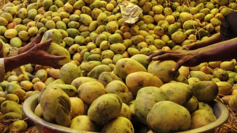 Indische Mangos: Liegen auch bei uns im Supermarkt.