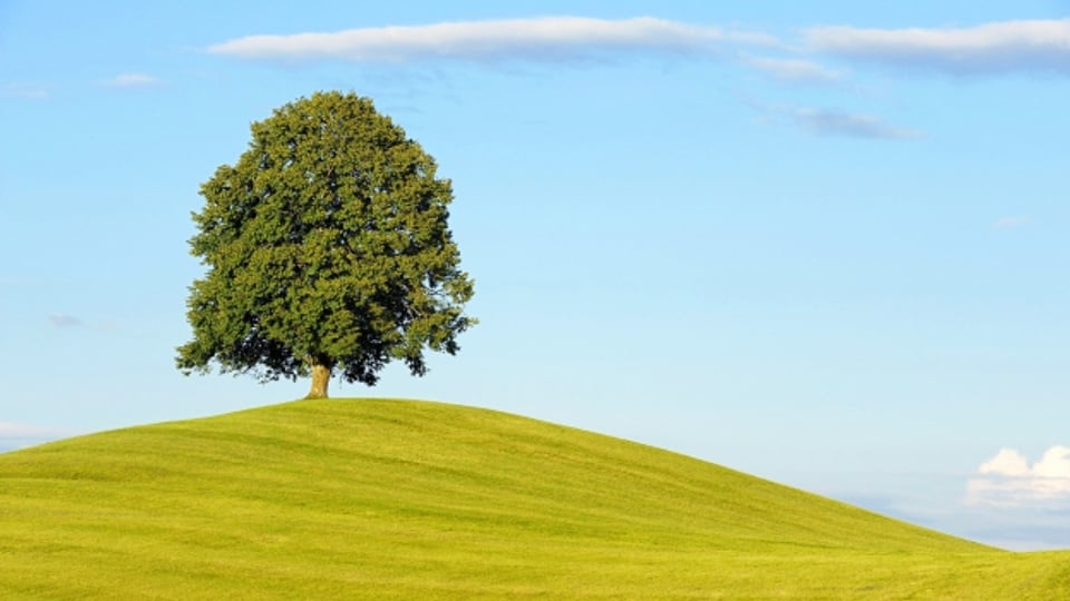 Symbolbild: Baum auf einer Weide.