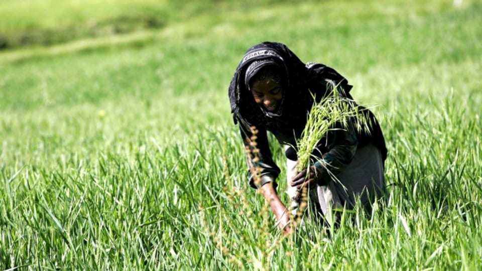 Äthiopien investiert seit der Dürrekatastrophe 2011 stark in die Landwirtschaft.