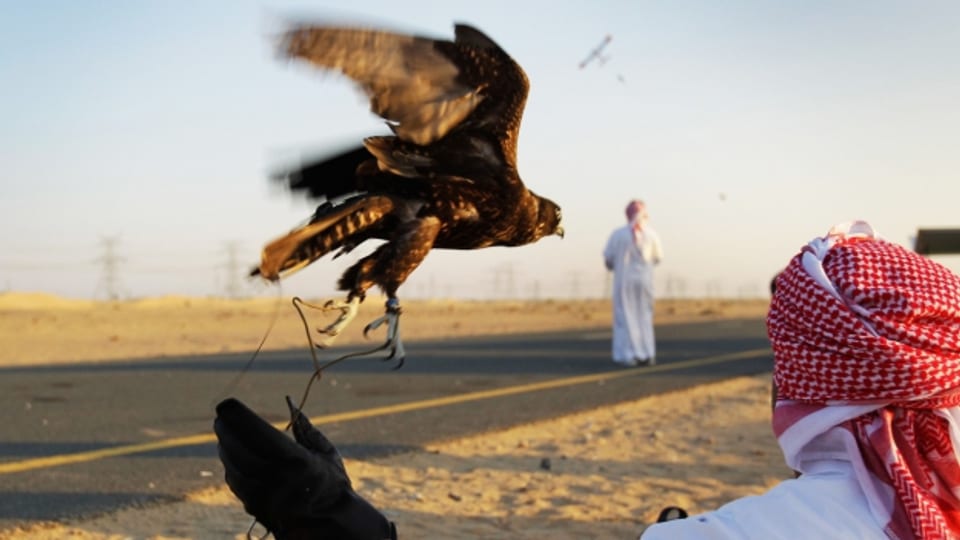 Falknerei ist in den Golfstaaten ein beliebtes Hobby, und eines, das ganz in Männerhand ist.