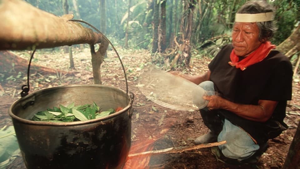 Ein Schamane präpariert den Ayahuasca-Sud.