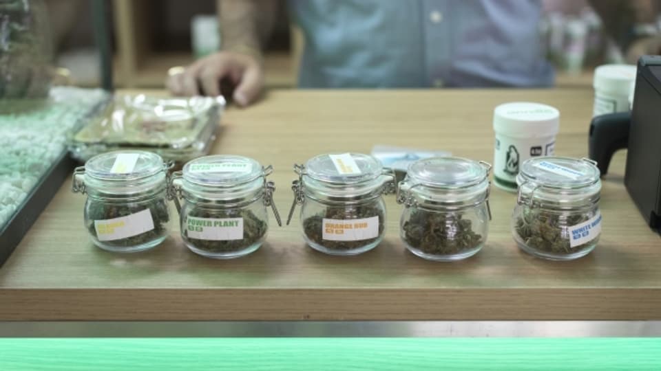 Verschiedene Sorten Cannabis in einem Cannabisshop in Zürich