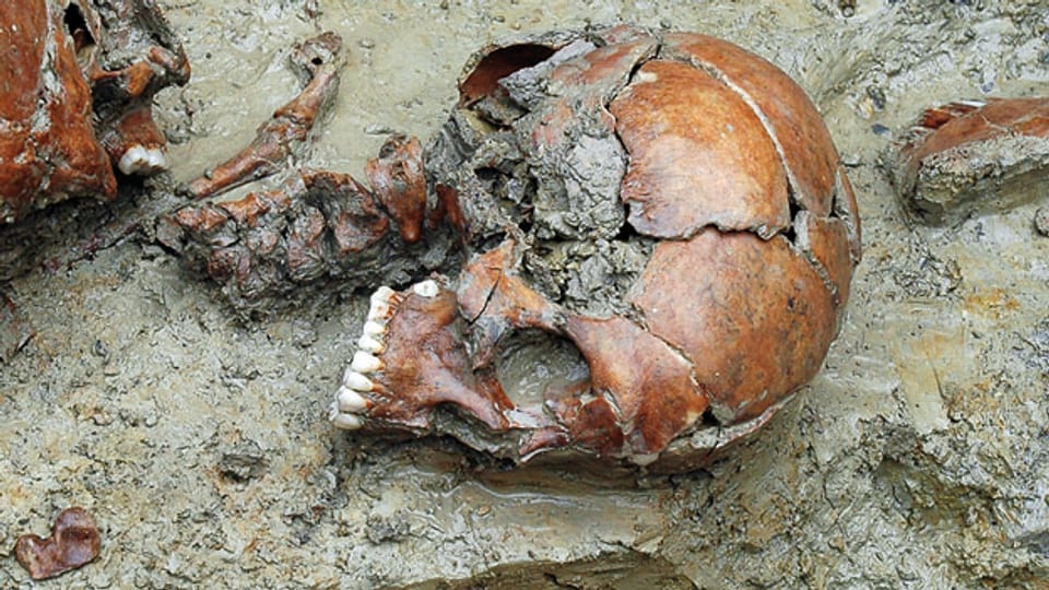 Auch gruslige Funde zeigt die Ausstellung: Abgetrennter Schädel einer Frau aus Mormont.