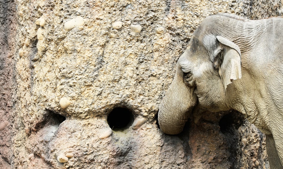 Am 7. Juni eröffnet der Elefantenpark «Kaeng Krachan» im Zoo Zürich für Besucher.