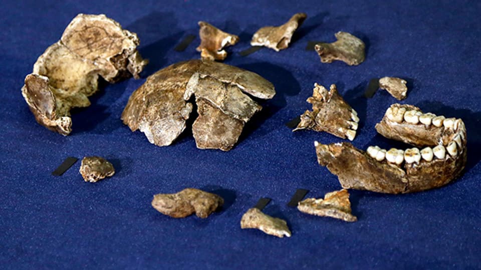 Teile des Schädels des Teile des Schädels des in Südafrika präsentierten Homo naledi.homo naledi.
