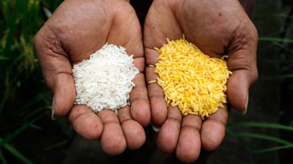 Der «Golden Rice» ist gentechnisch verändert – daneben der herkömmliche, weisse Reis.
